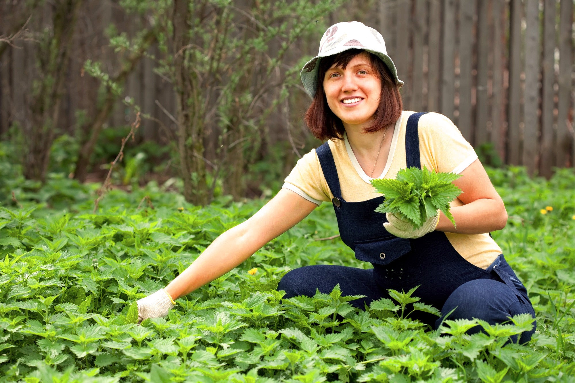 THE INCREDIBLE ORGANIC NETTLE - Food Supplement-7