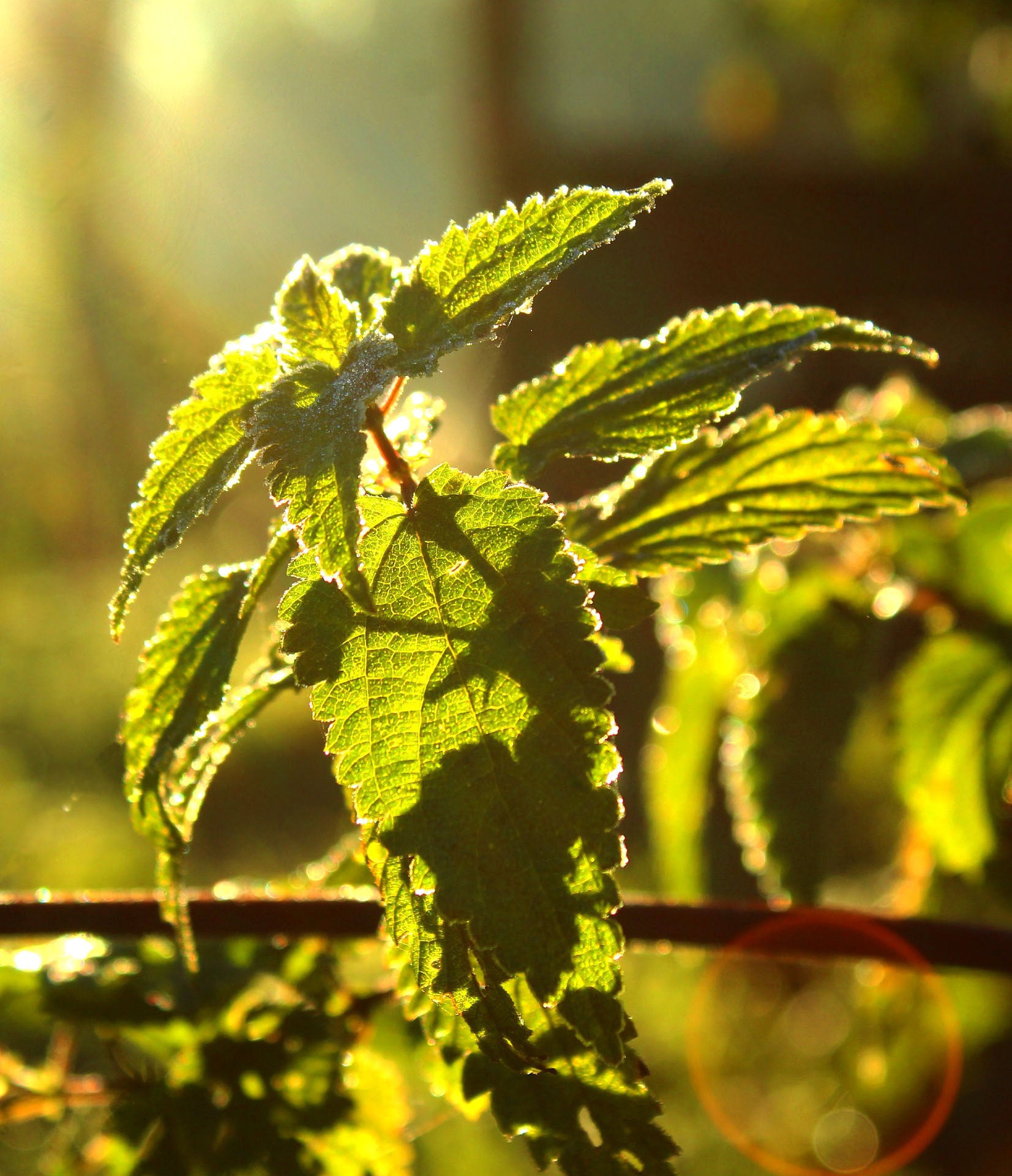 THE INCREDIBLE ORGANIC NETTLE - Food Supplement-6