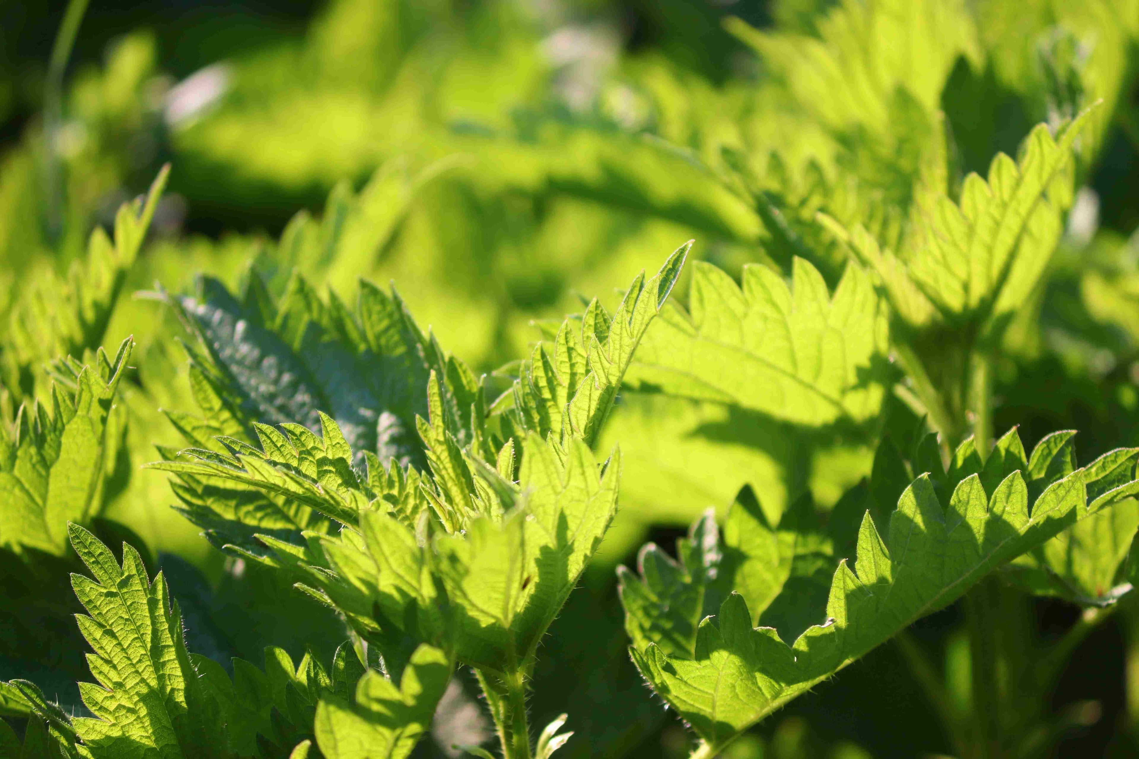 THE INCREDIBLE ORGANIC NETTLE - Food Supplement-4